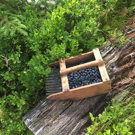 Peisserhof Апартаменты