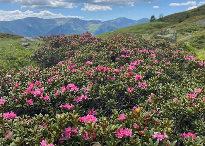 Appartement Peisserhof *